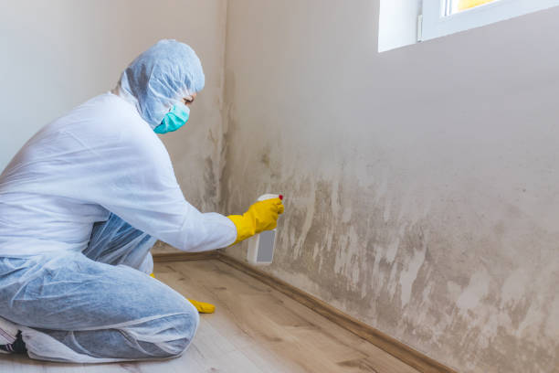 Mold Remediation specialist working in Castalia