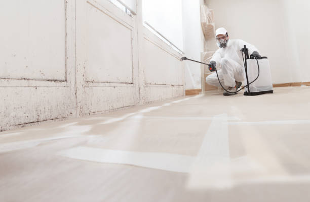 Black mold remediation team in Castalia