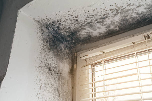 Mold Remediation service in Castalia, Castalia, NC